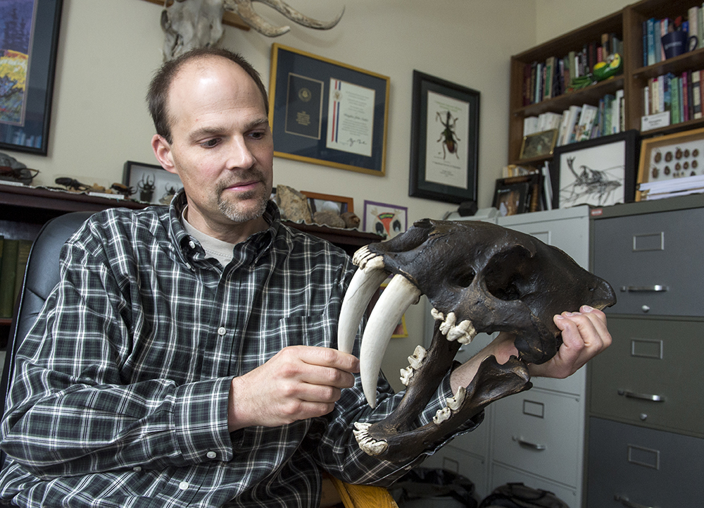 UM Professor Doug Emlen displays the newest addition to his collection, a replica skull of a saber-toothed cat. Emlen, the world’s leading expert on beetle weaponry, recently published the book Animal Weapons: The Evolution of Battle. (Photo by Todd Goodrich)